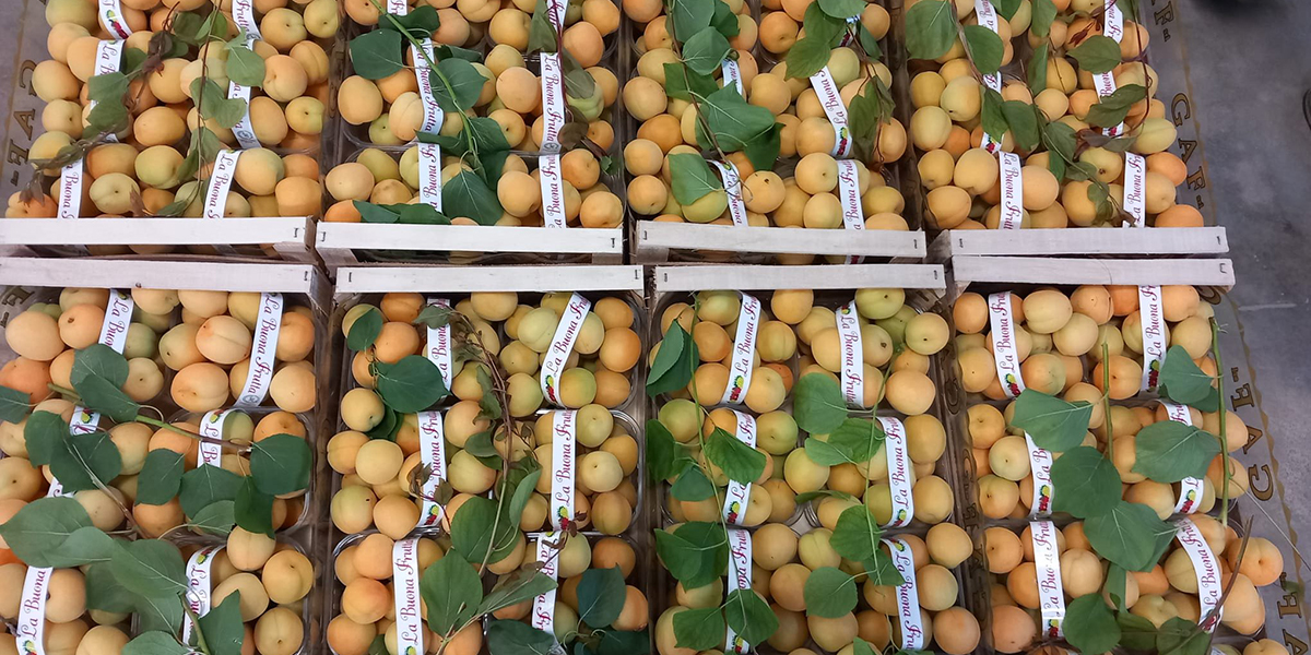 In mercato debuttano le prime albicocche italiane